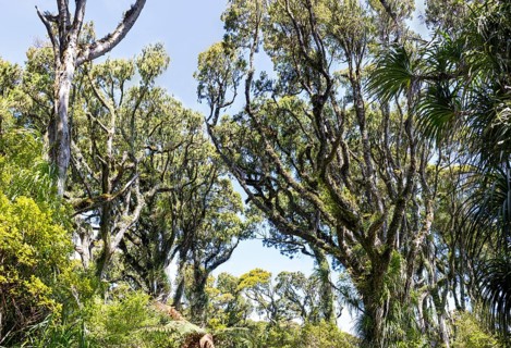 Ship Creek, Walk, Neuseeland