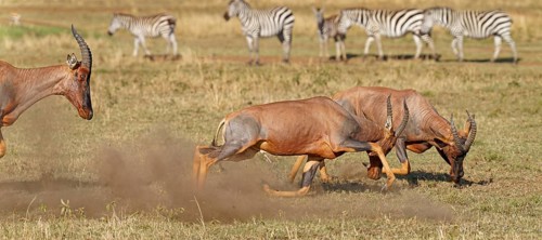 Fight between two Topi lei antelope bulls, Maasai Mara Game Reserve, Kenya, Africa
