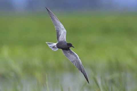 Black tern (Chlidonias niger) flying in breeding plumage over wetland in spring