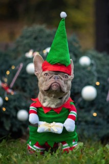 Funny lilac colored French Bulldog dog wearing a traditional cute christmas elf costume with arms