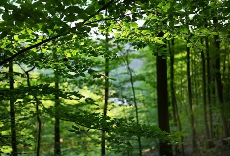Forest in Sauerland, Germany, Europe