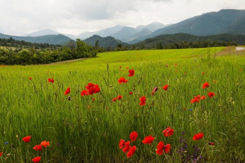 Flower meadow and mountains, near Montbrun-les-Bains, Plus beaux villages de France, Département