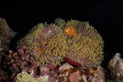 Magnificent sea anemone (Heteractis magnifica) and red sea clownfish (Amphiprion bicinctus) at