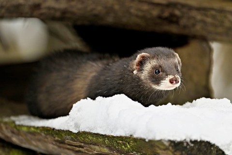 European polecat (Mustela putorius) or woodland polecat, sitting on a pile of wood, captive,