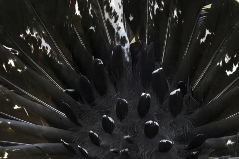 Western capercaillie (Tetrao urogallus) cock, close up detail of male's backside showing erect