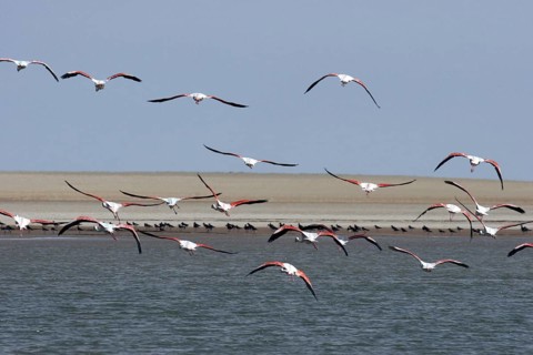 Greater flamingos (Phoenicopterus Roseus) flying, Banc d'Arguin National Park, Mauritania, Africa