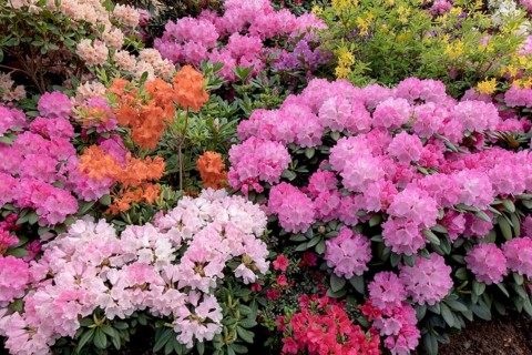 Rhododendron and azalea blossom, Lower Saxony, Germany, Europe