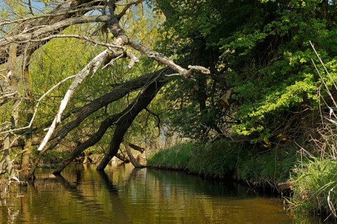 Alder forest in spring, Müritz National Park, Mecklenburg-Western Pomerania, Germany, Europe