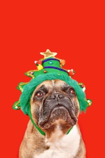 Cute French Bulldog dog wearing funny Christmas tree headband on red background with copy space