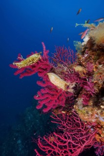 Two specimens of egg capsule of nursehound (Scyliorhinus stellaris) on violescent sea-whip