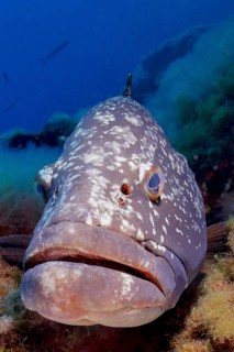 Portrait of dusky grouper (Epinephelus marginatus) (Mycteroperca marginatus) in the Mediterranean