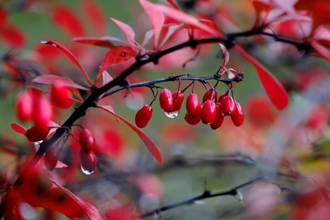 Autumn, After a rain, Barberry with water drops, Germany, Europe