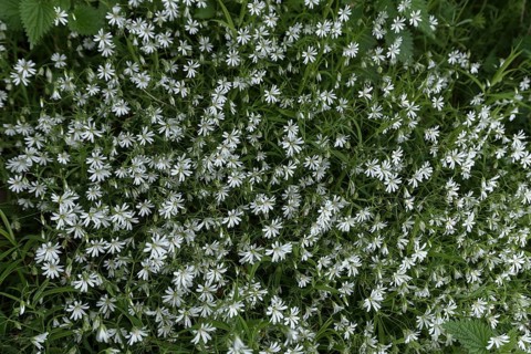 Chickweed (Stellaria holostea), Bavaria Germany