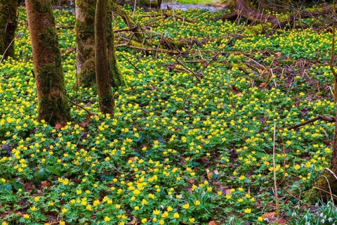 L. Winter aconites (Eranthis hyemalis) in the Polenz Valley