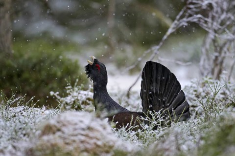 Western Capercaillie (Tetrao urogallus), Wood Grouse, Heather Cock calling during courtship display