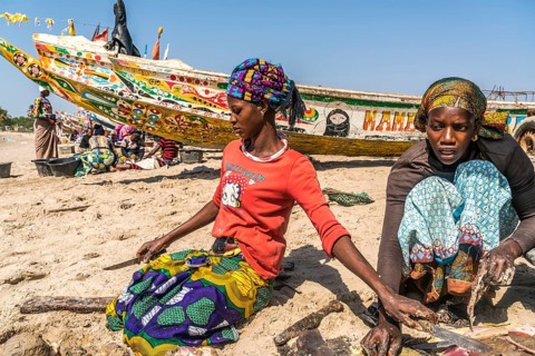 Fishermen's wives clean the freshly caught sea snails on the beach of Sanyang, Gambia, West Africa,