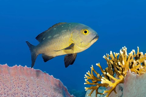 Black and white snapper (Macolor niger), Great Barrier Reef, UNESCO World Heritage Site, Coral Sea,