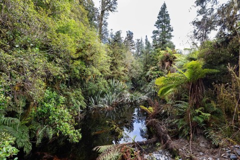 Lake Matheson Trail, New Zealand, Oceania