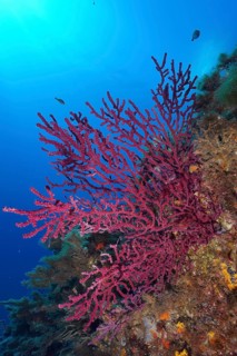 Violescent sea-whip (Paramuricea clavata) with closed polyps in the Mediterranean near Hyères. Dive