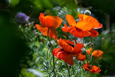 Oriental poppy (Papaver orientale), garden, Baden-Württemberg, Germany, Europe