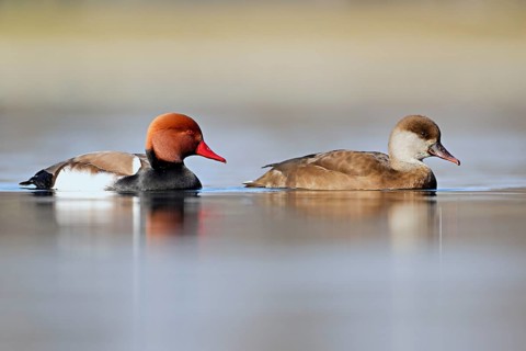 Red-crested pochard (Netta rufina), pair swimming, Lake Zug, Switzerland, Europe
