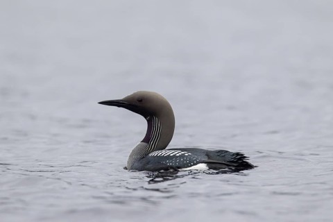 Black-throated loon, Arctic loon, black-throated diver (Gavia arctica) in breeding plumage swimming