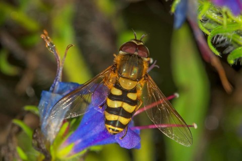 Garden hoverfly (Syrphus ribesii) male on blue viper's bugloss (Echium vulgare), Baden-Württemberg,