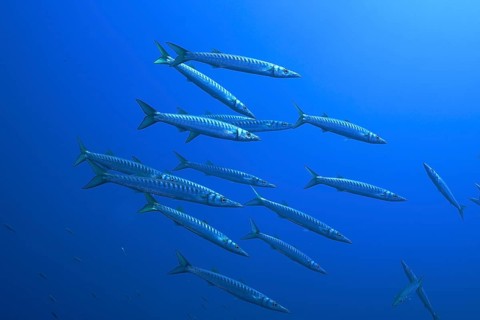 Group, shoal of european barracuda (Sphyraena sphyraena) near Hyères. Dive site Giens Peninsula,