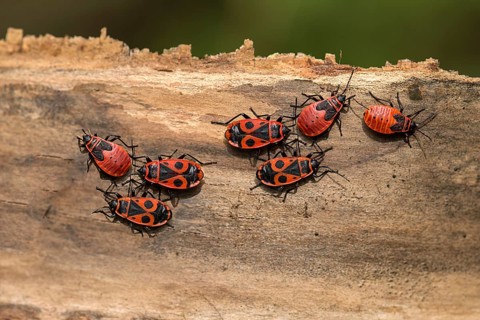 Fire bugs (Pyrrhocoridae) on dead wood, Bavaria, Germany, Europe