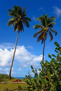Two tall palm trees rising into the clear blue sky on a tropical island, Limon beach, El Limón, El