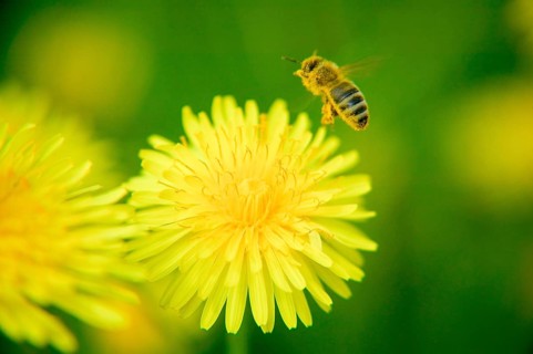 The common dandelion (Taraxacum) is a group of very similar and closely related plants in the