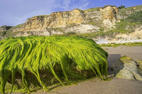 Lumps of Enteromorpha spec., Ulva spec., green alga species of gutweed (Ulvaceae) growing on rock