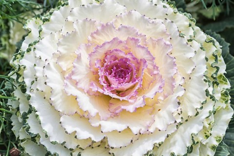 Decorative creamy white cabbage in a botanical garden
