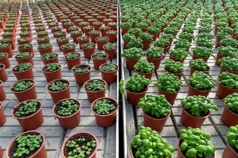 Agriculture, herb gardening, basil plants in pots, in various stages of growth, in a greenhouse