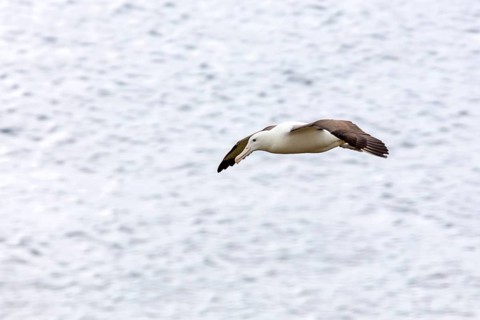Albatros (Diomedea sanfordi), Taiaroa Head, Otago Peninsula, Neuseeland