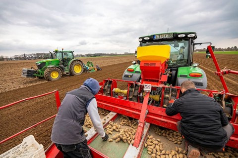 Early potatoes are laid in the soil of the field with a planting machine, tractor with roundabout