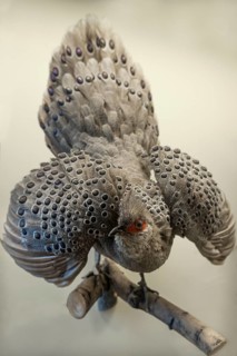 Grey burmese peacock-pheasant (Polyplectron bicalcaratum), Natural History Museum, Vienna, Austria,