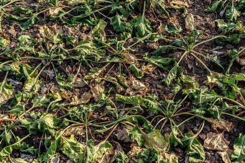 Field with withered plants, sugar beet that did not survive the long drought, low rainfall summer