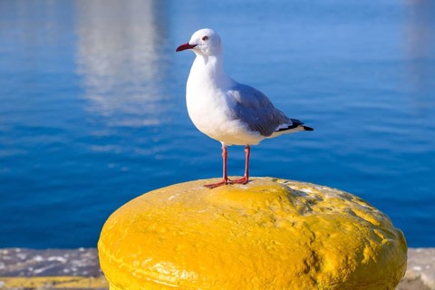 Seagull at the harbour, on a yellow bollard, Victoria & Alfred Waterfront, Cape Town, Cape Town,