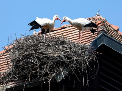Storks in a nest on the stork tower in Zelt am Hammersbach. The stork tower is the town's landmark,