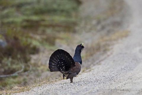 Western Capercaillie (Tetrao urogallus), Wood Grouse, Heather Cock showing courtship display on