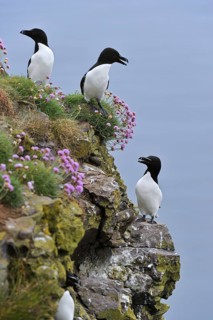Razorbills (Alca torda) on cliff top at the Fowlsheugh RSPB reserve, Scotland, UK