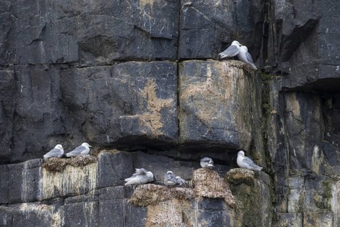 Black-legged kittiwakes (Rissa tridactyla) nesting on rock ledges in sea cliff face at seabird