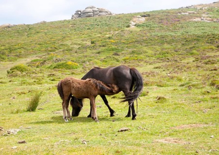 Foal and mare Dartmoor ponies, Dartmoor national park, Devon, England, United Kingdom, Europe