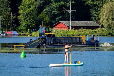 Mowing boat Nimmersatt, of the Ruhrverband, tries to keep the green plant carpet on the Lake