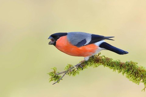 Eurasian bullfinch (Pyrrhula pyrrhula), Aggressive male sitting on a branch covered with moss,