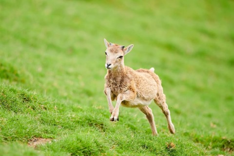 European mouflon (Ovis aries musimon) running standing on a meadow, tirol, Kitzbühel, Wildpark