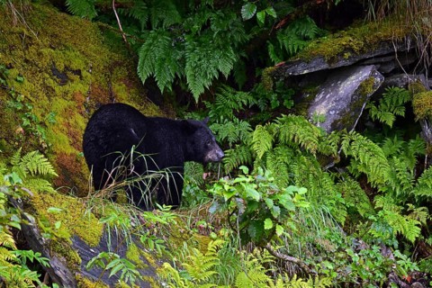 American Black Bear (Ursus americanus) climbing over rocks along the edge of the forest,