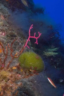 Sea ball, ball algae (Codium bursa), algae, in the Mediterranean Sea near Hyères. Dive site Port