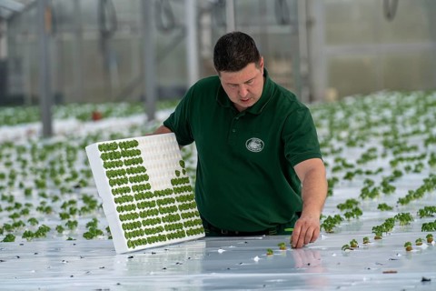 Agriculture, herb gardening, basil young plants, in pressed pots, with growing soil and nutrients,